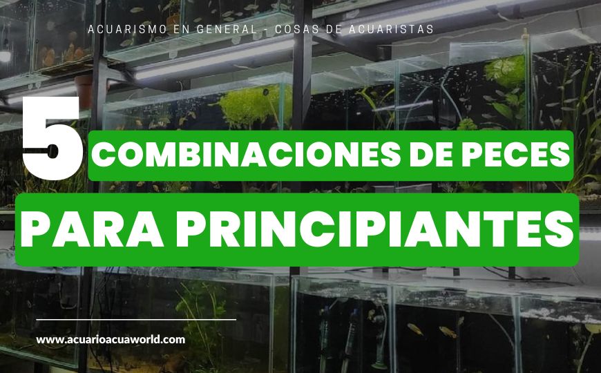 5 Combinaciones de Peces Ideales para Principiantes